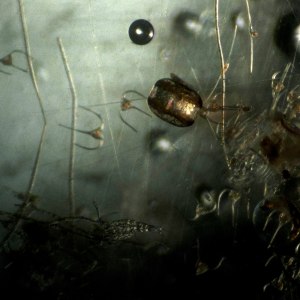 DSC_0132 copy – Kopi copy